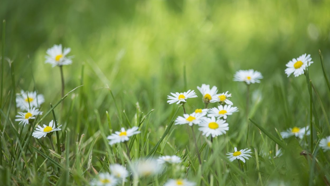 Ромашковое поле