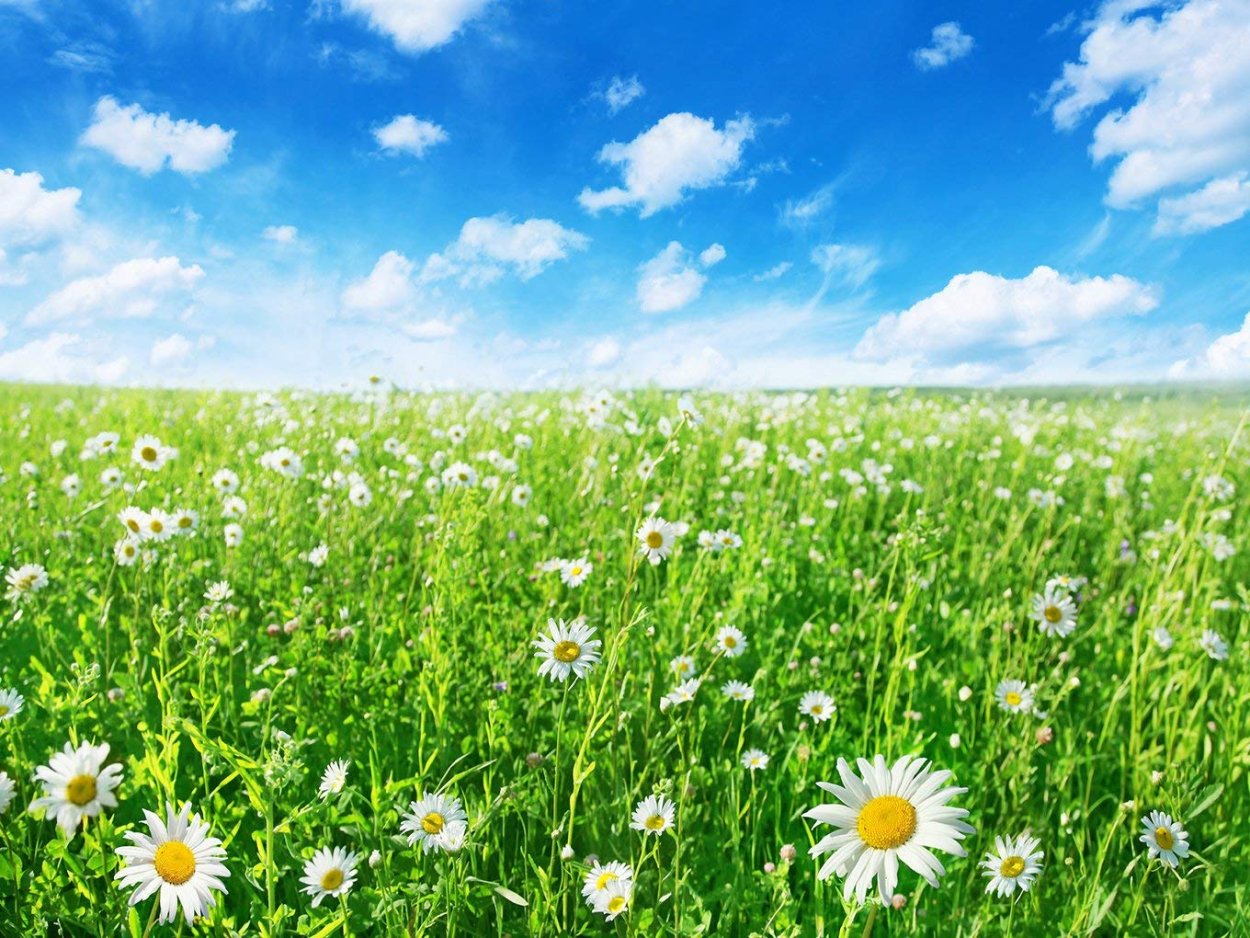 Ромашки на лугу