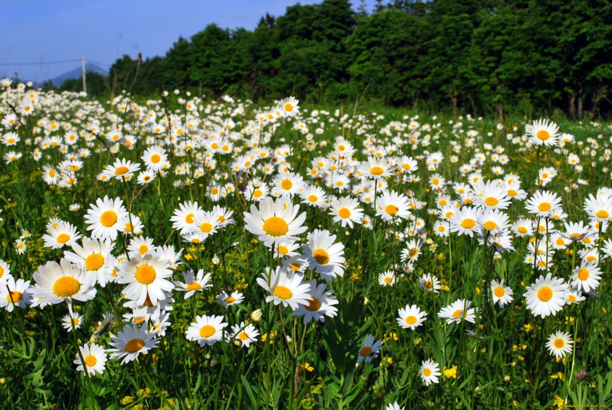 Солнечный луг с цветами