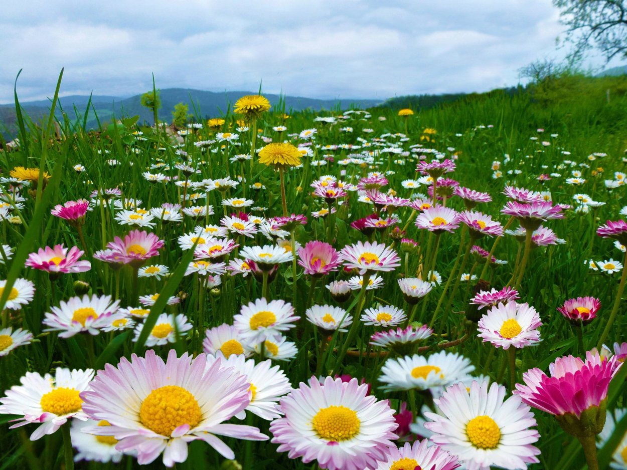 Поле цветов