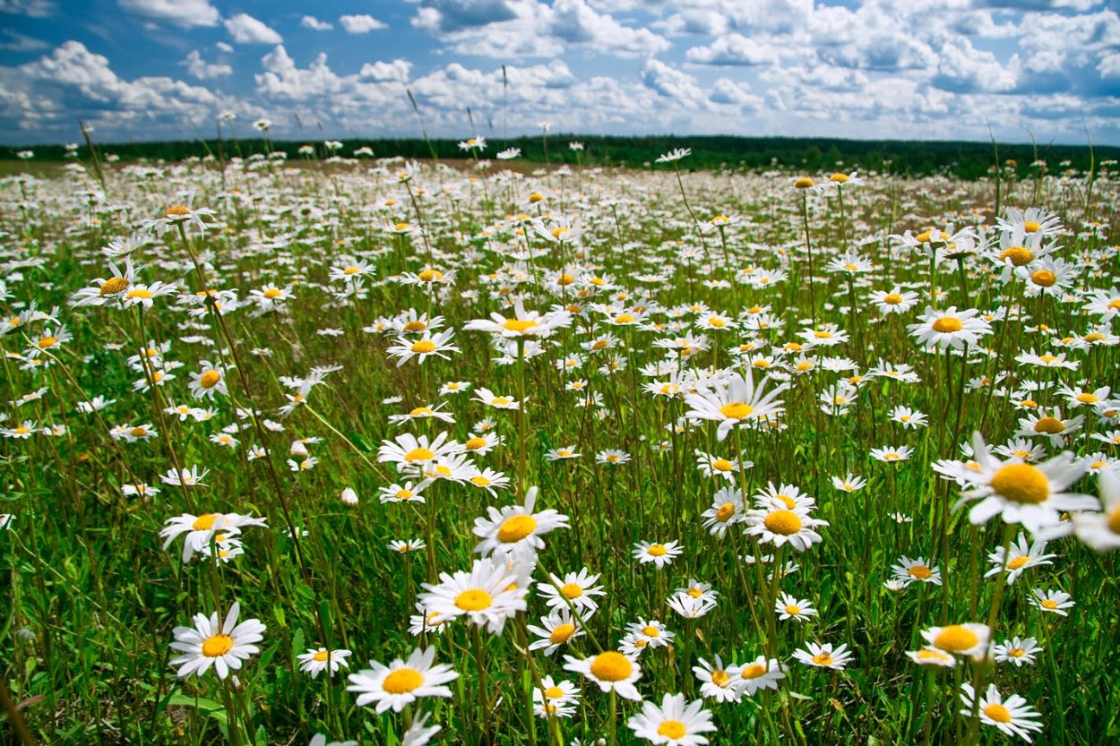 Лето Ах лето