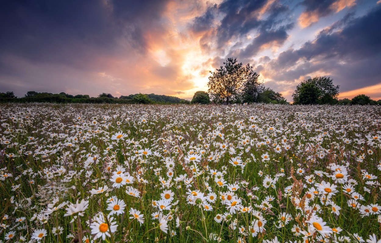 Июньский луг в Удмуртии