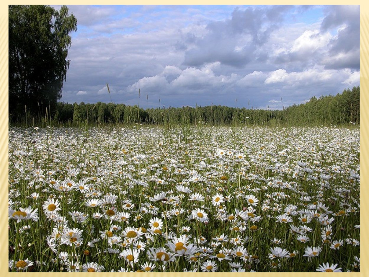 Лето в России