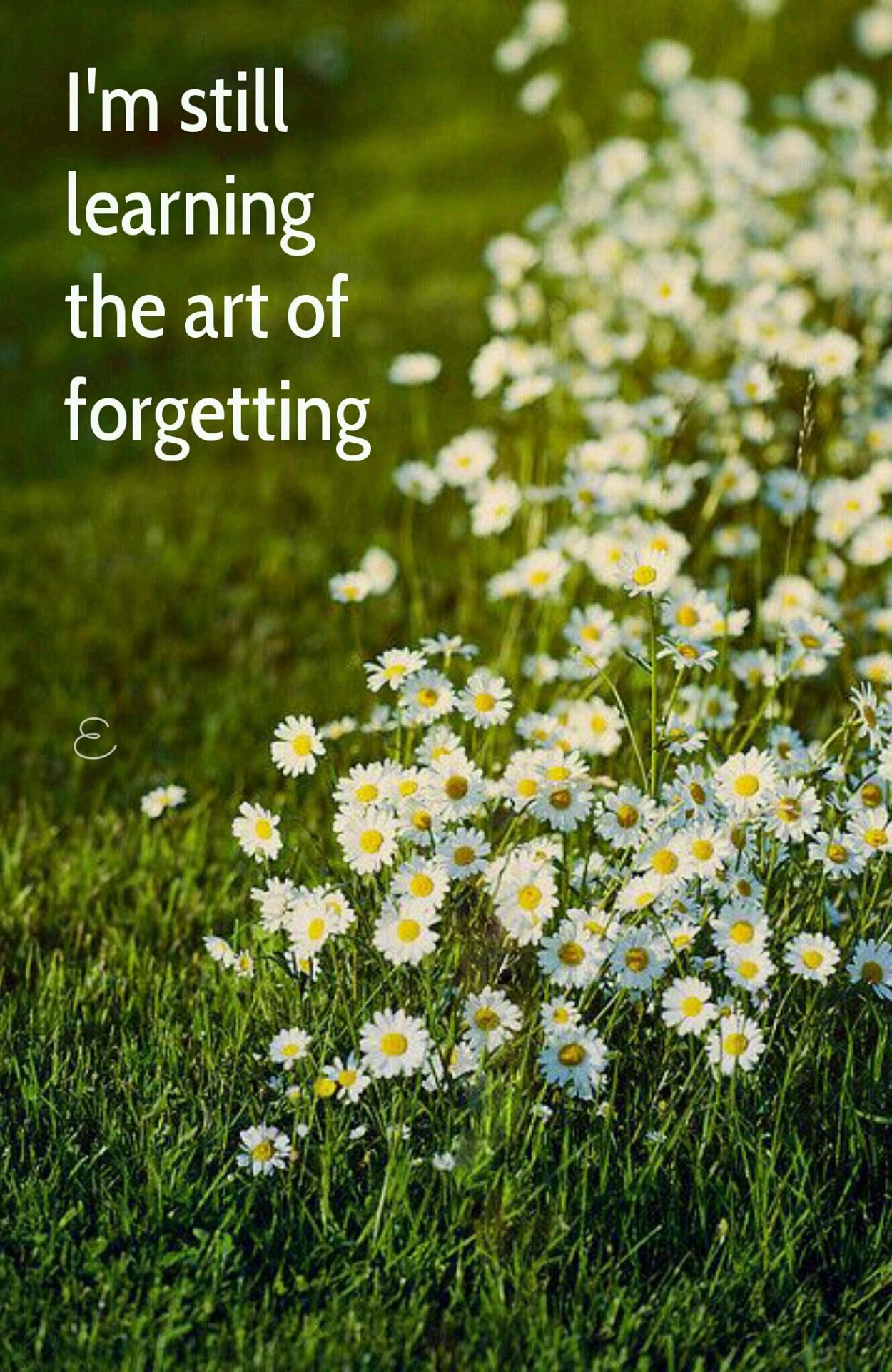 Поле ромашек