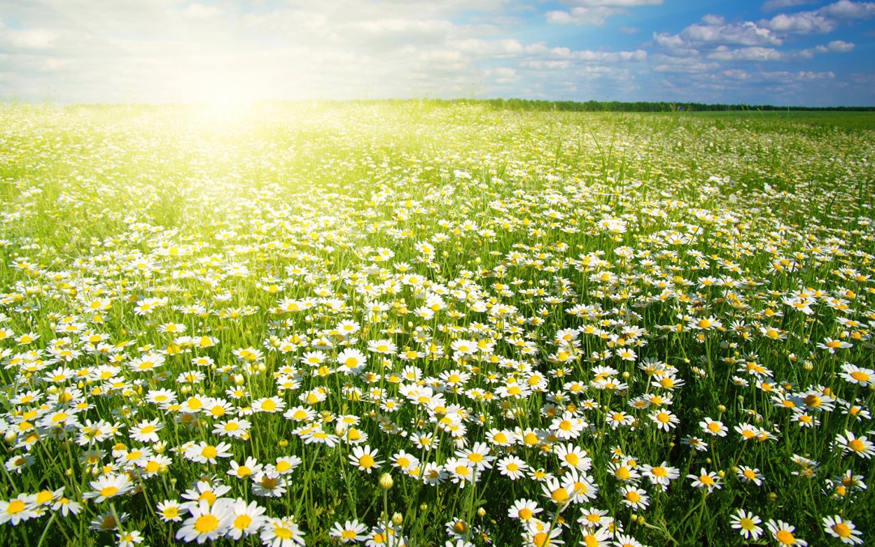 Ромашковое поле Наро-Фоминск