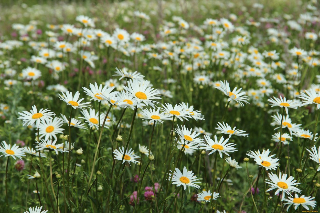 Поле ромашек в деревне