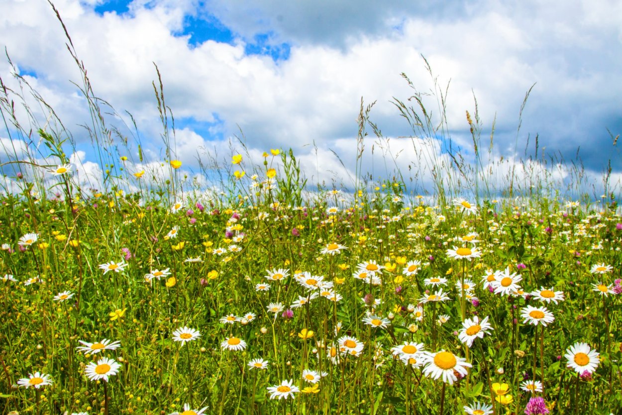 Ромашковое поле Россия