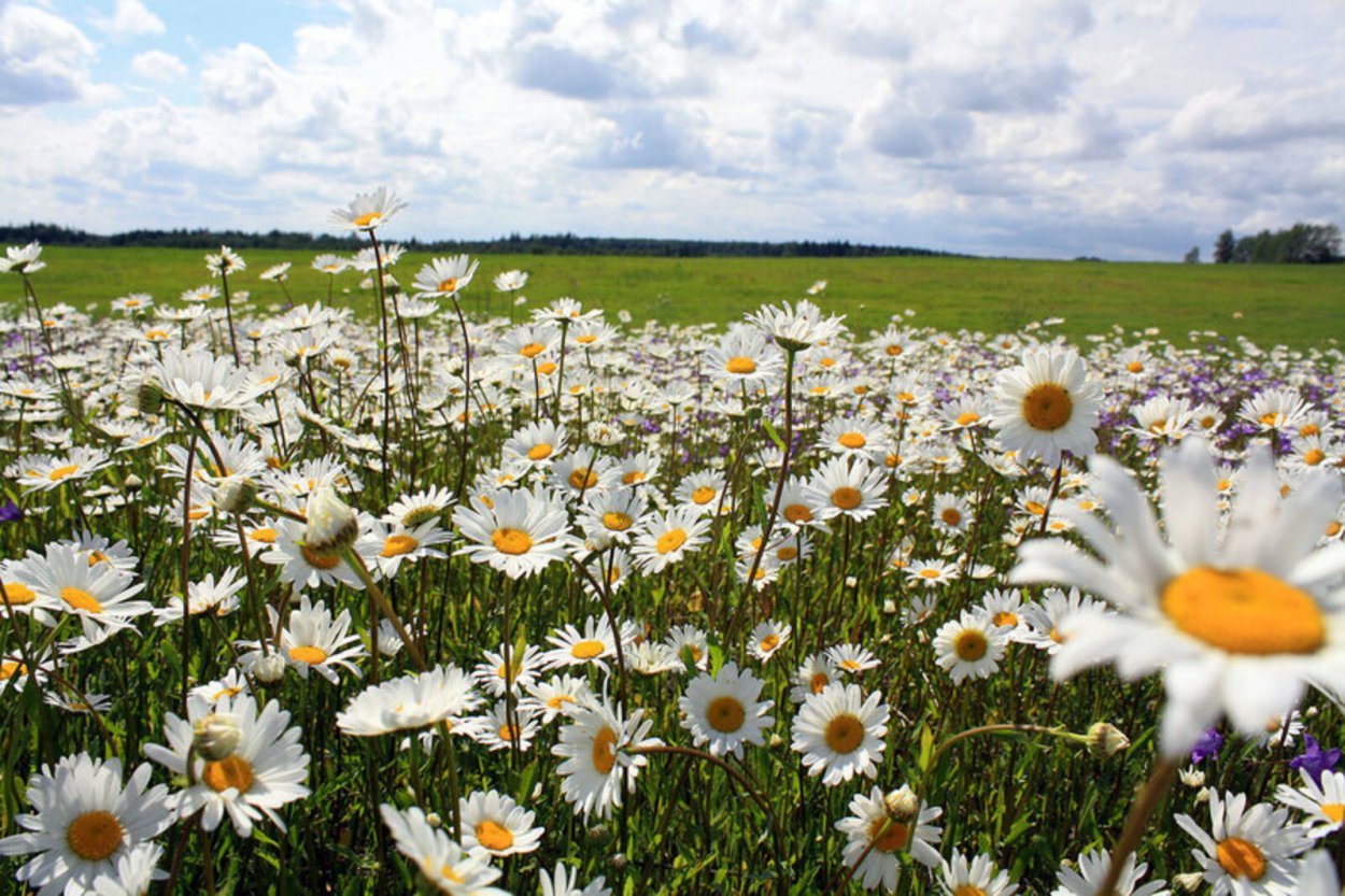 Красивое поле ромашек