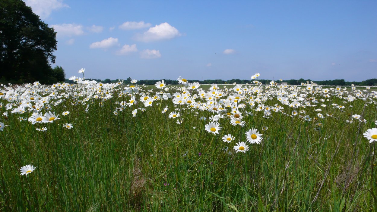 Ромашки на лугу