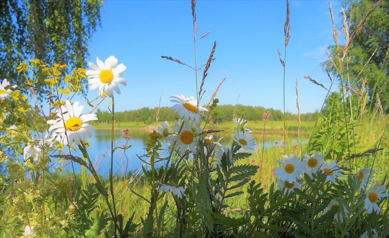 Луг с ромашками