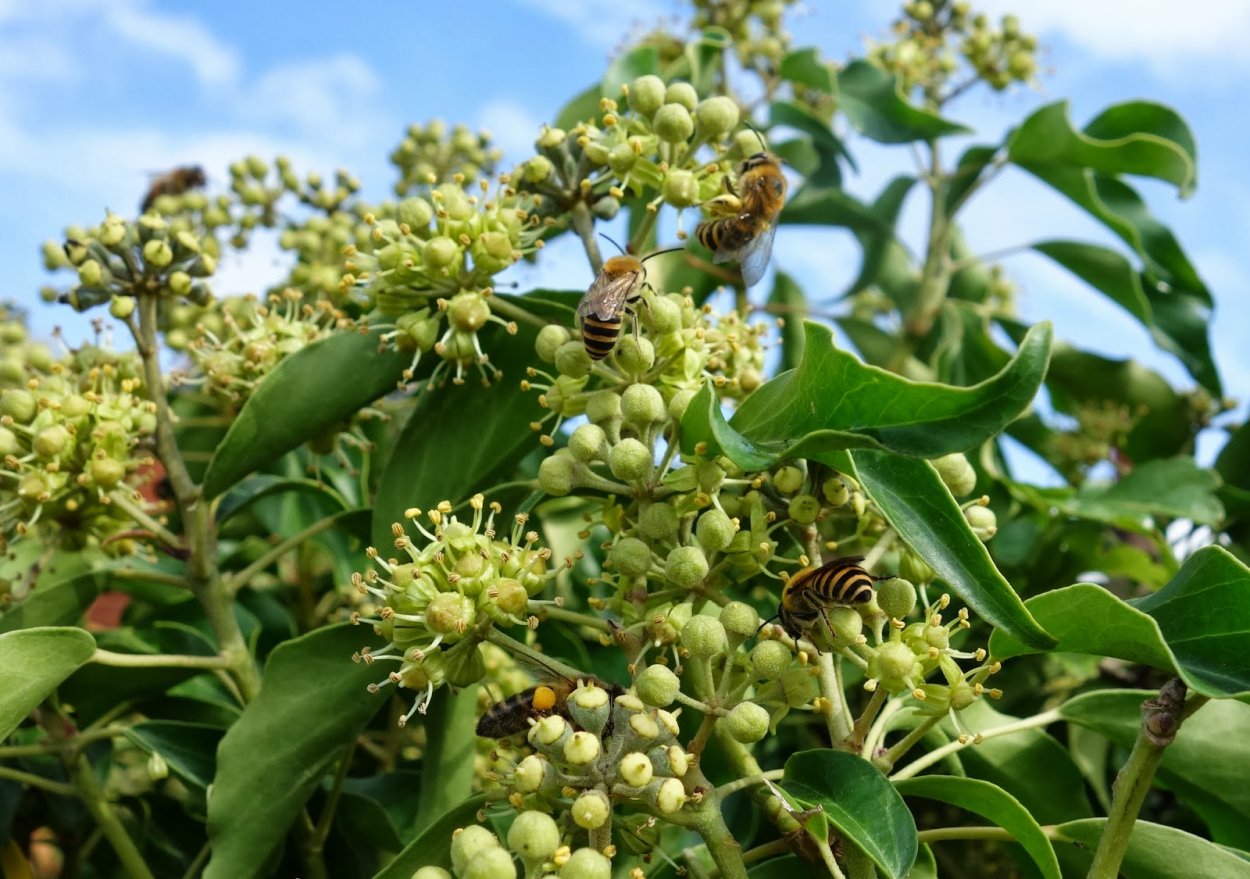 Хедера Хеликс микс приметы