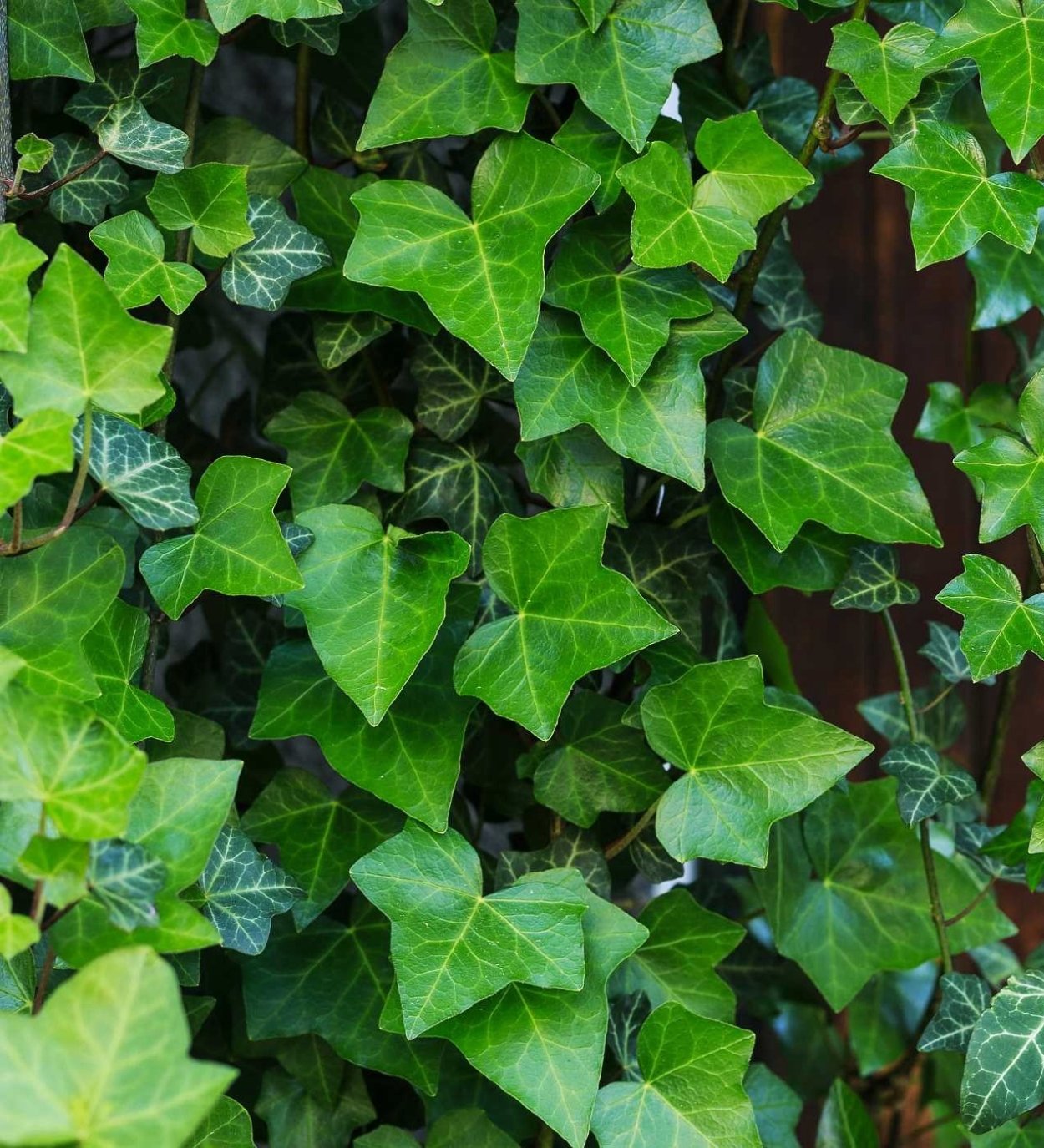 Вечнозеленые плетущиеся растения