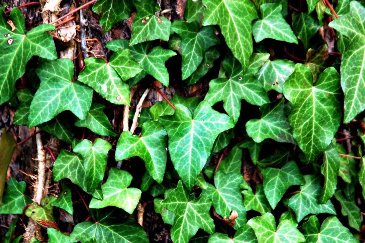 Виноградный плющ