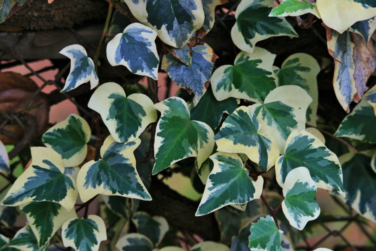 Эдера зеленью