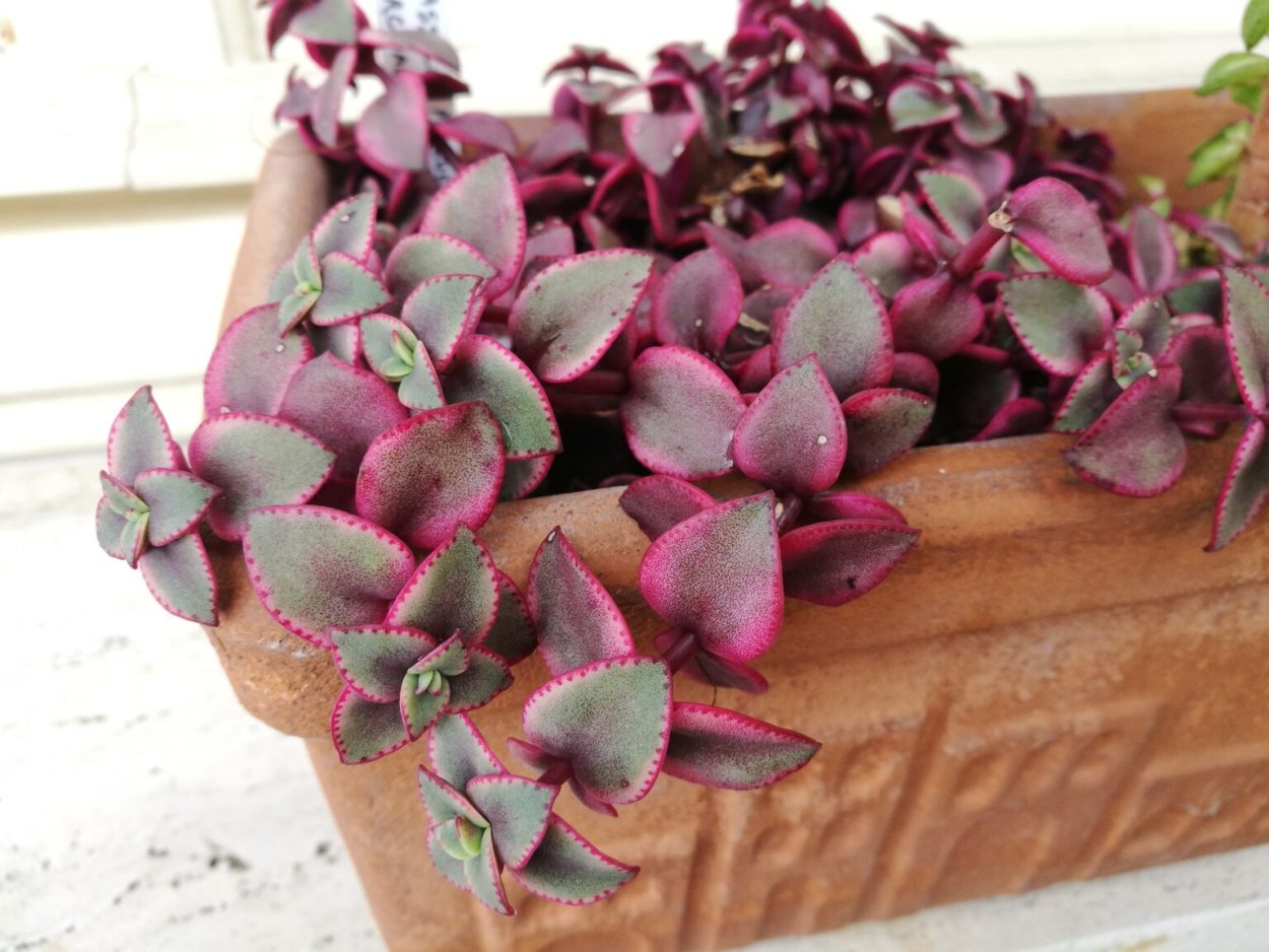 Пеларгония Аванти Сэлмон f1