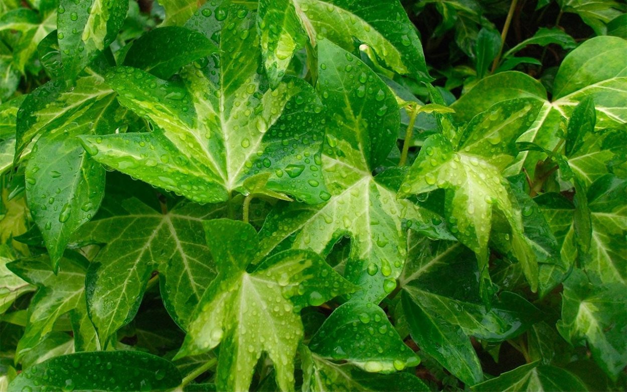 Фатсия (фатсхедера)