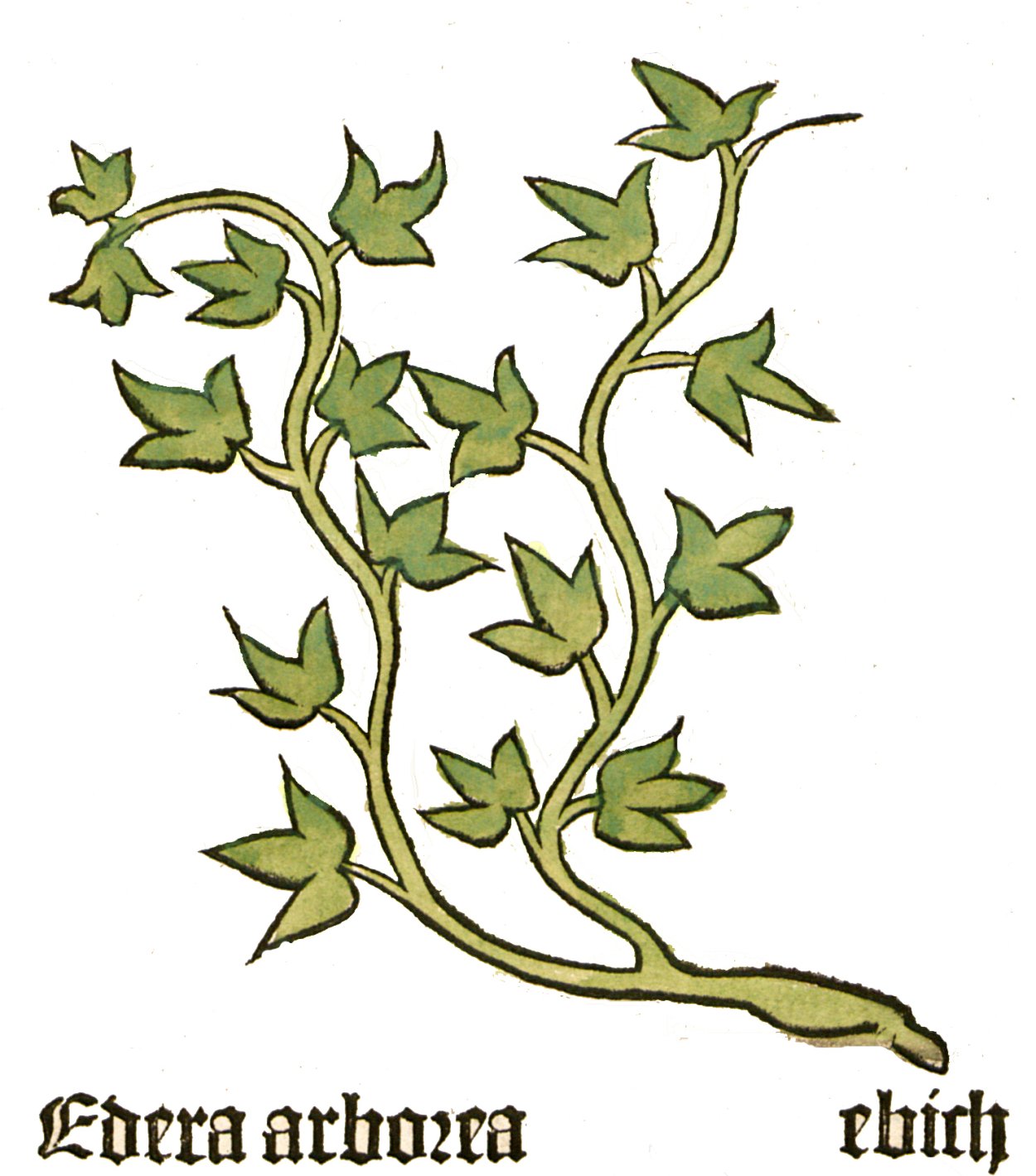 Common Ivy растение