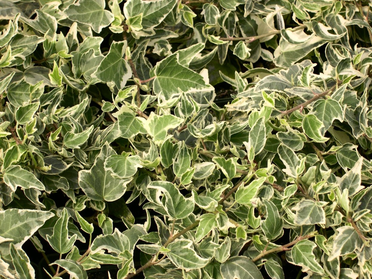 Плющ Hedera Hibernica