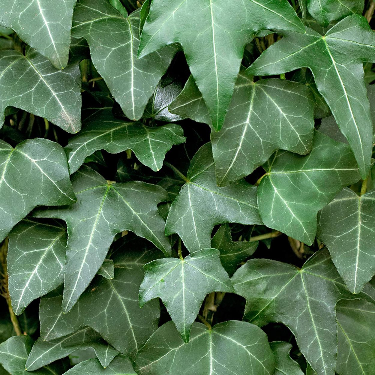 Hedera Helix колхидский