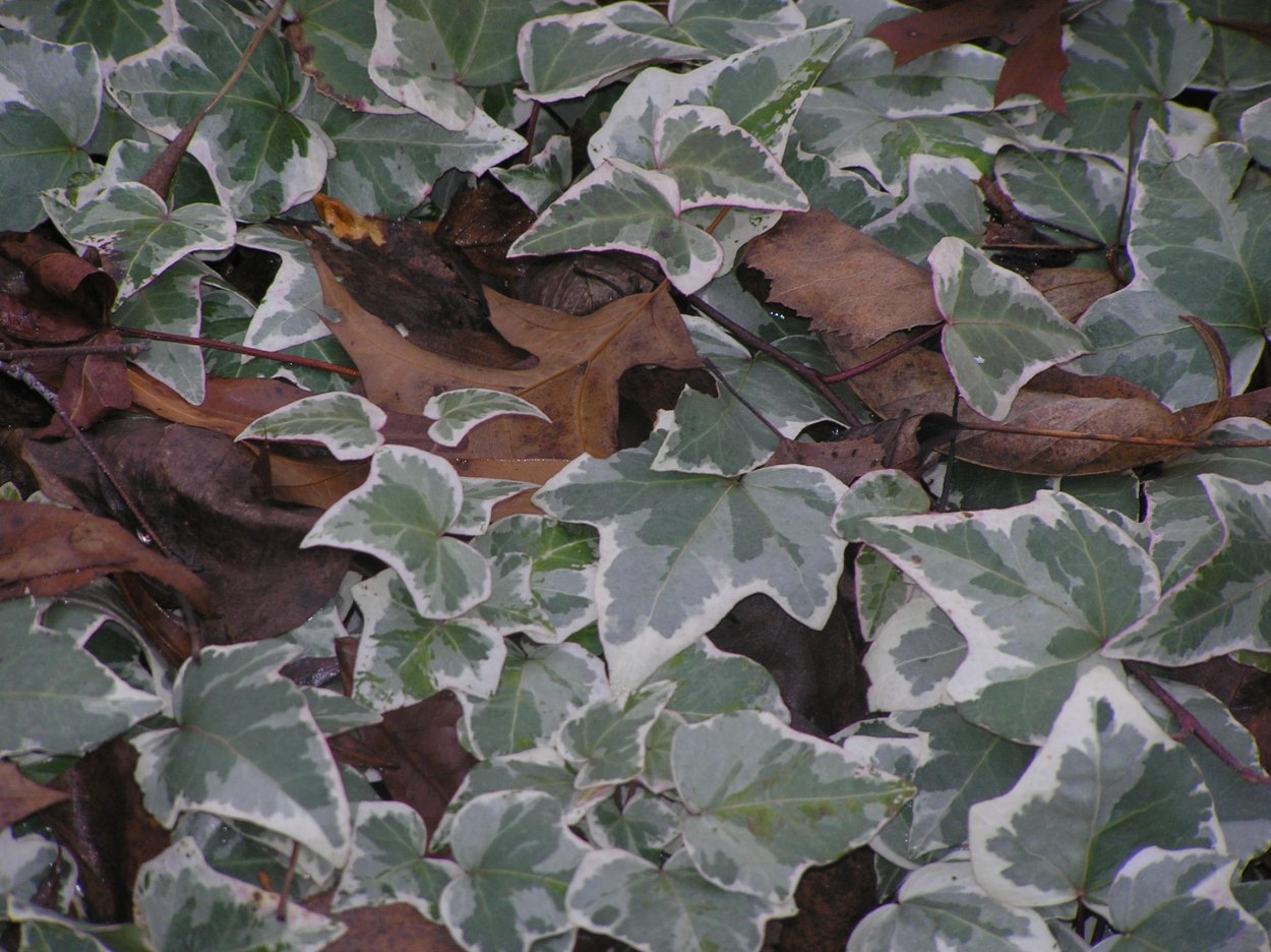 Плющ Hedera Hibernica