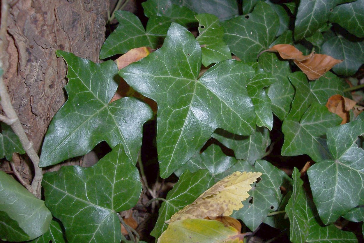 Плющ обыкновенный