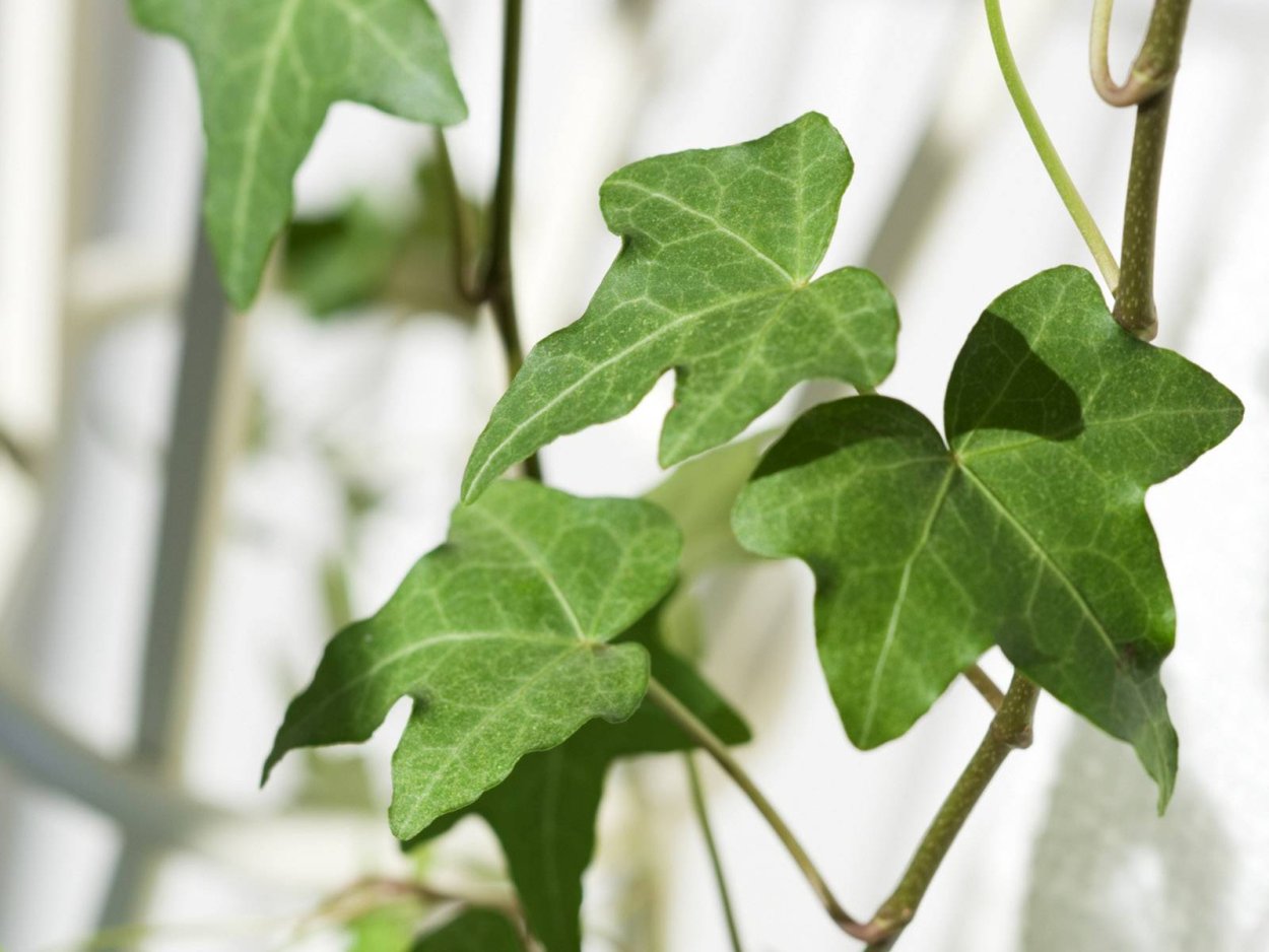 Плющ вечнозелёный Хедера Хеликс