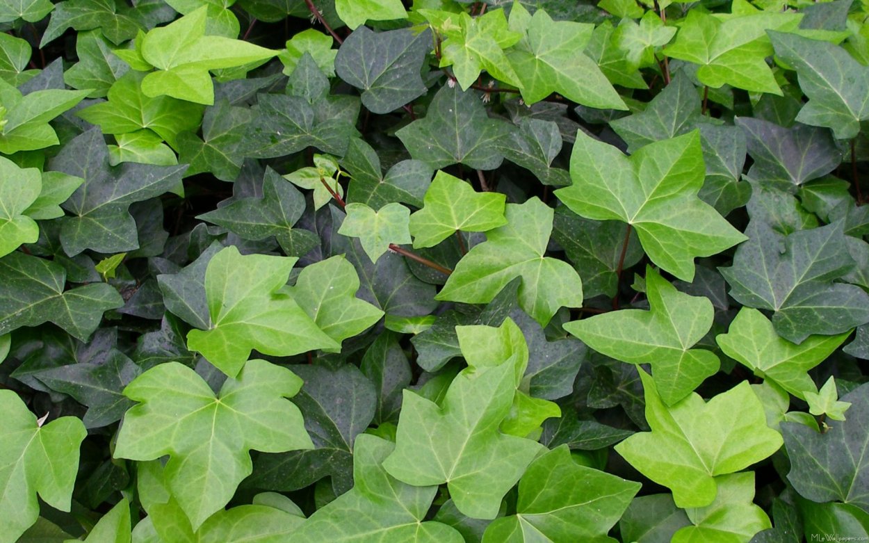 Плющ обыкновенный