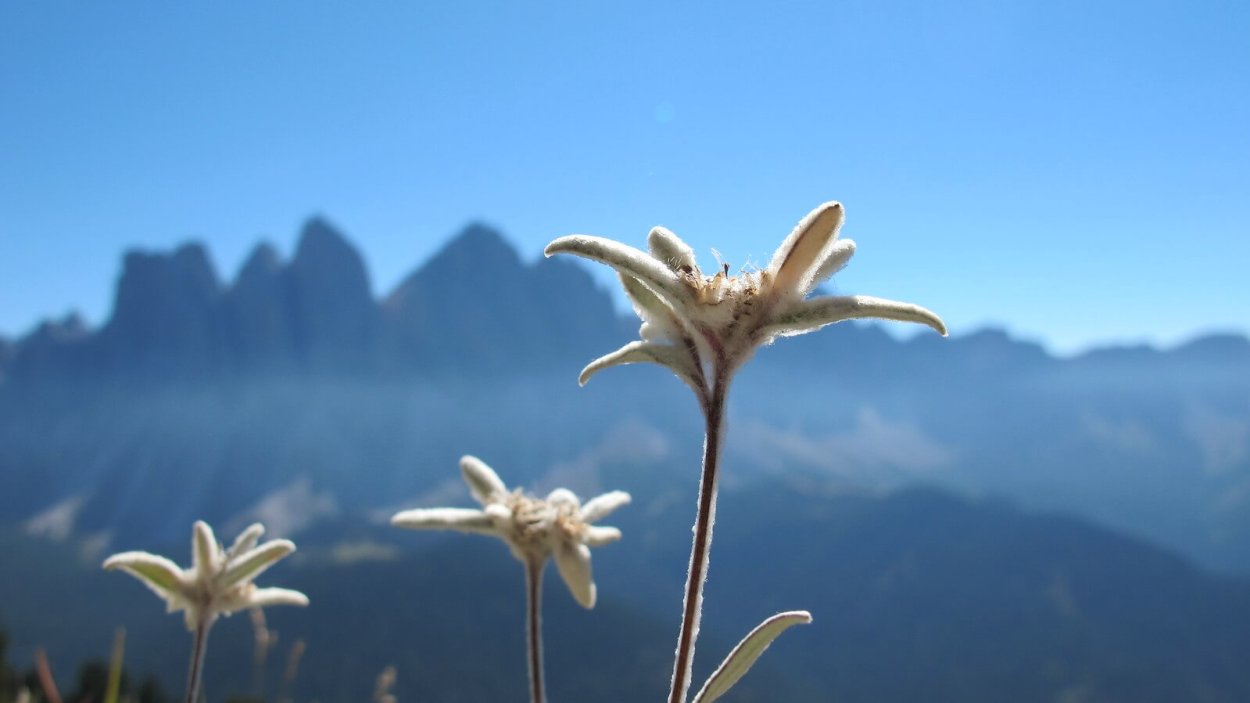 Гора Белуха горный Алтай Цветущий