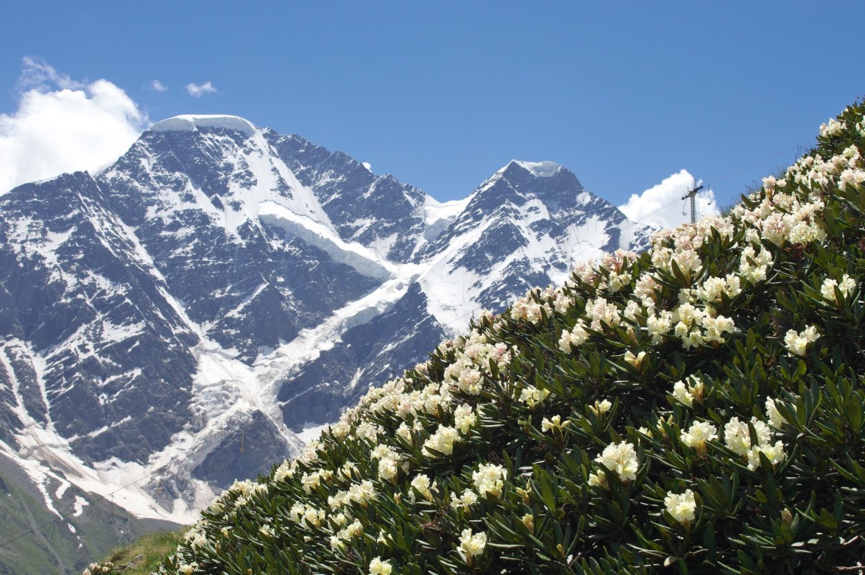 Чимган тюльпаны