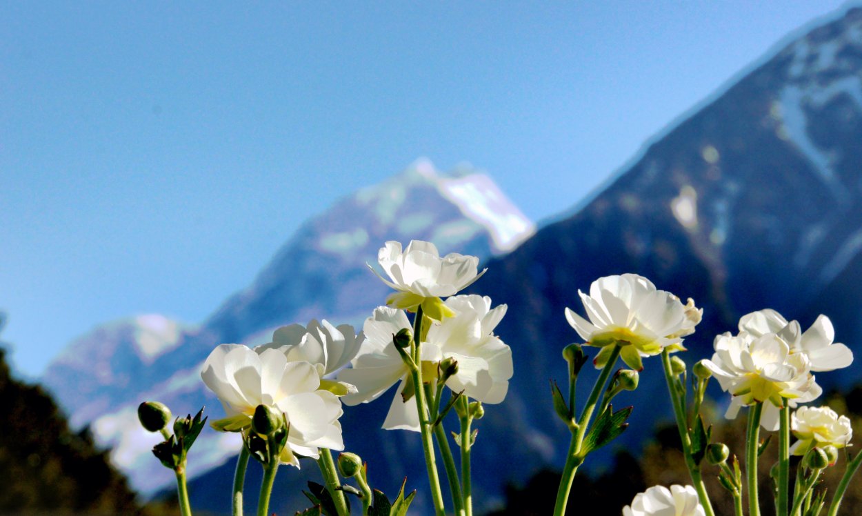 Горы белые цветы