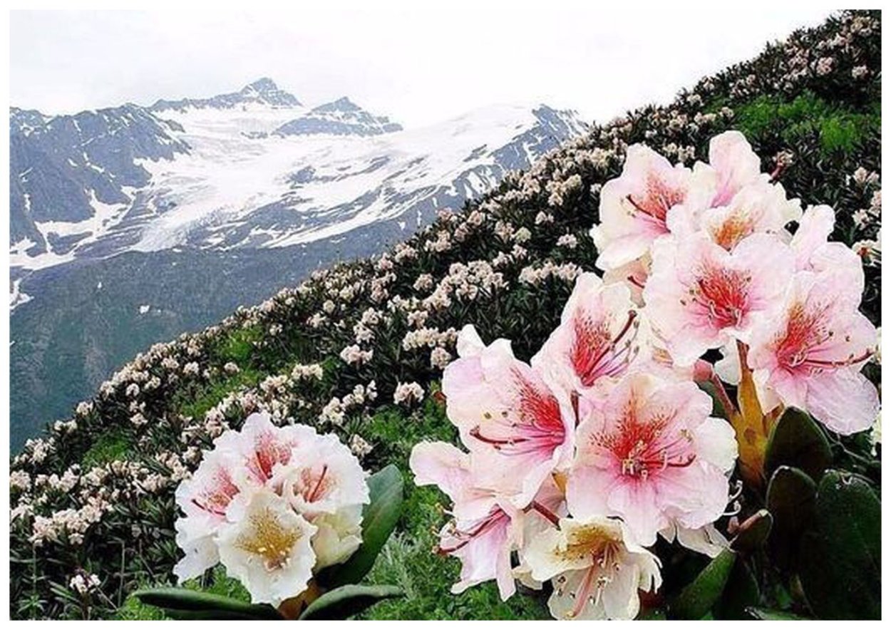 Татранский Эдельвейс