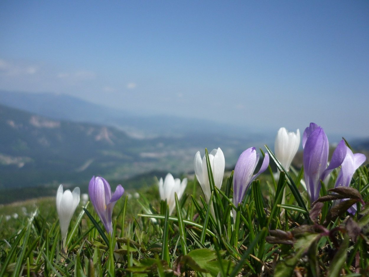 Рододендрон Архыз