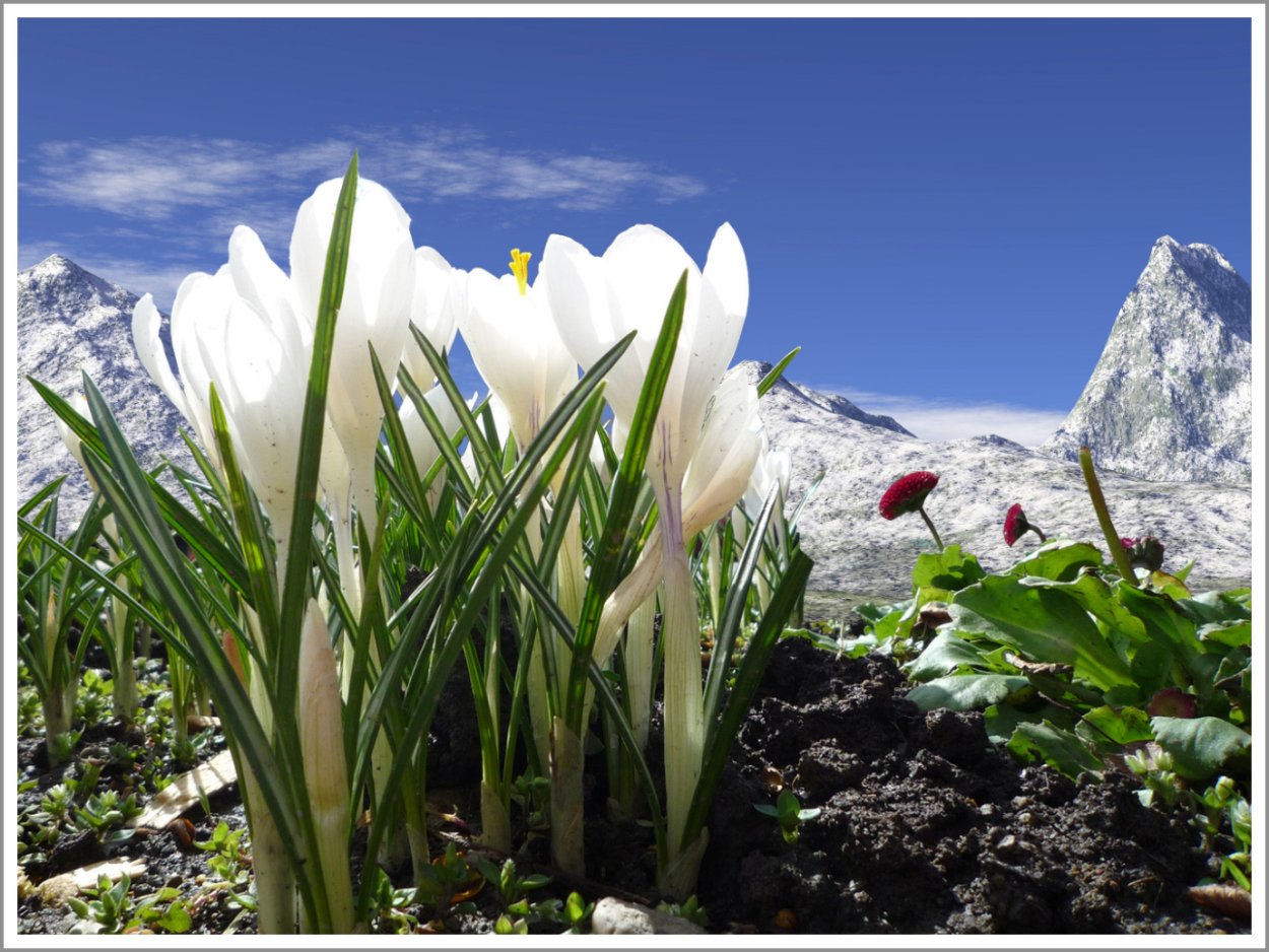 Альпийские Луга Северного Кавказа