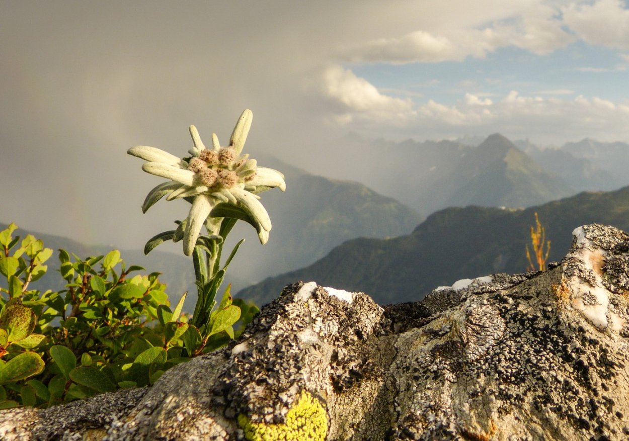 Альпийские Луга с эдельвейсом