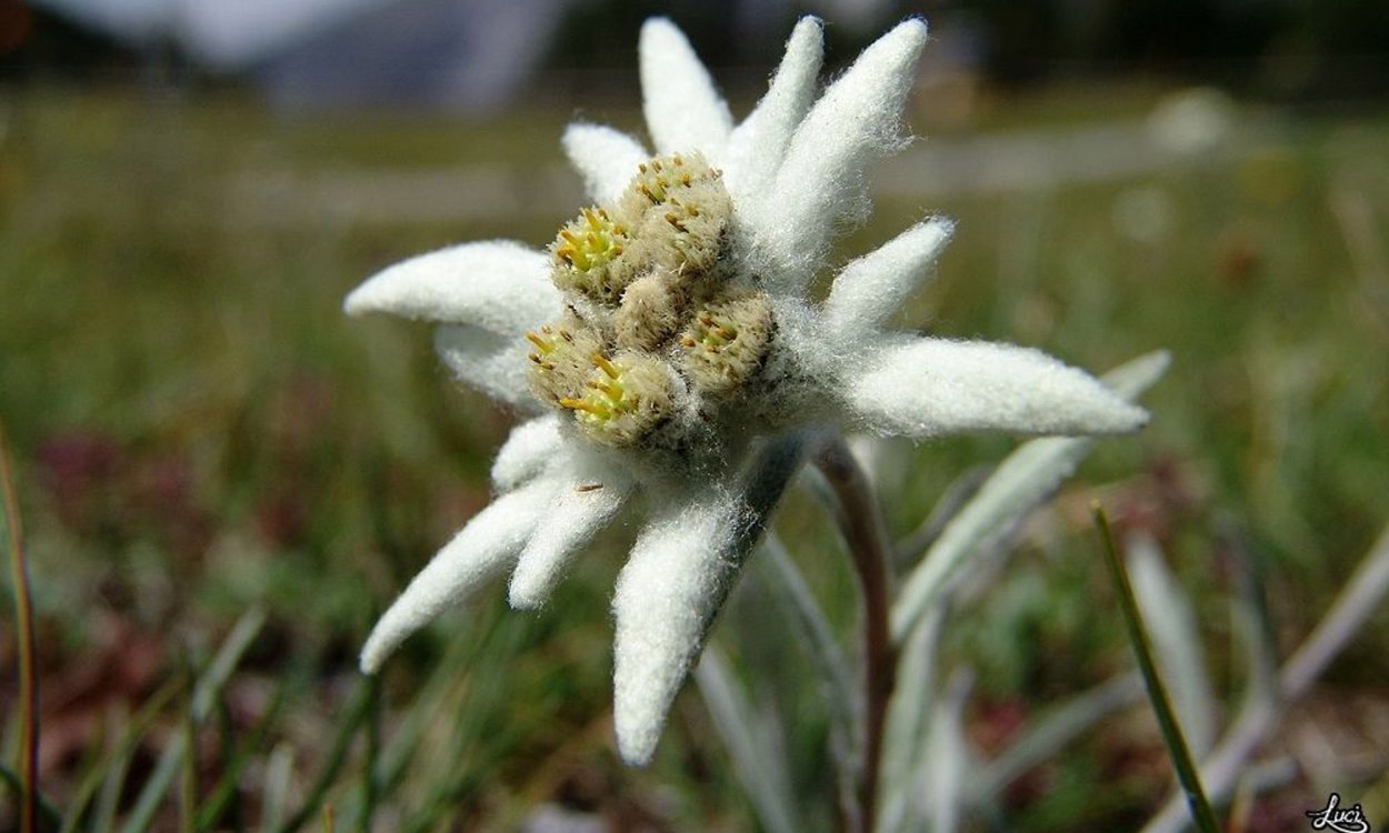 Рододендрон Приэльбрусья