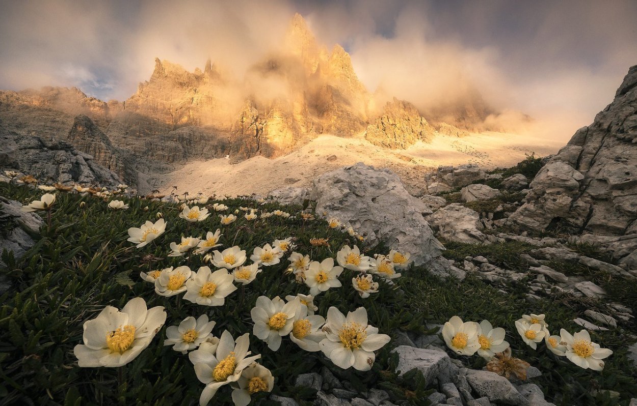 Рододендрон кавказский Домбай