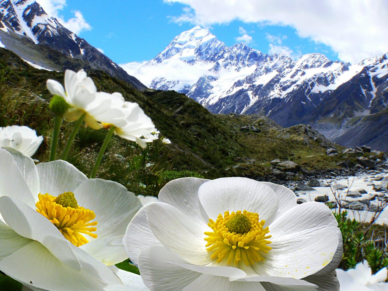 Эдельвейс Альпийский