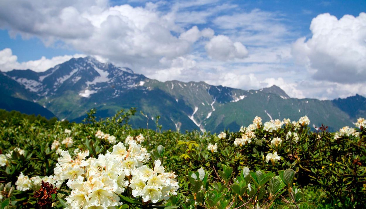 Горный белый цветок