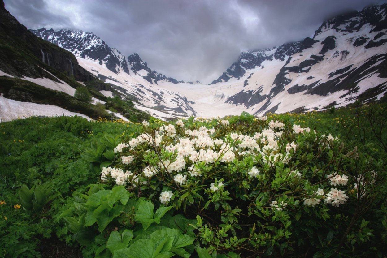 Рододендрон Архыз