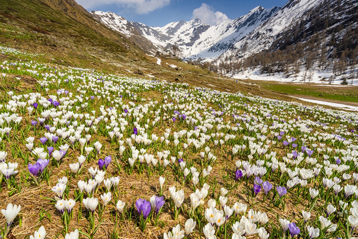 Горные цветы Кавказа Архыз