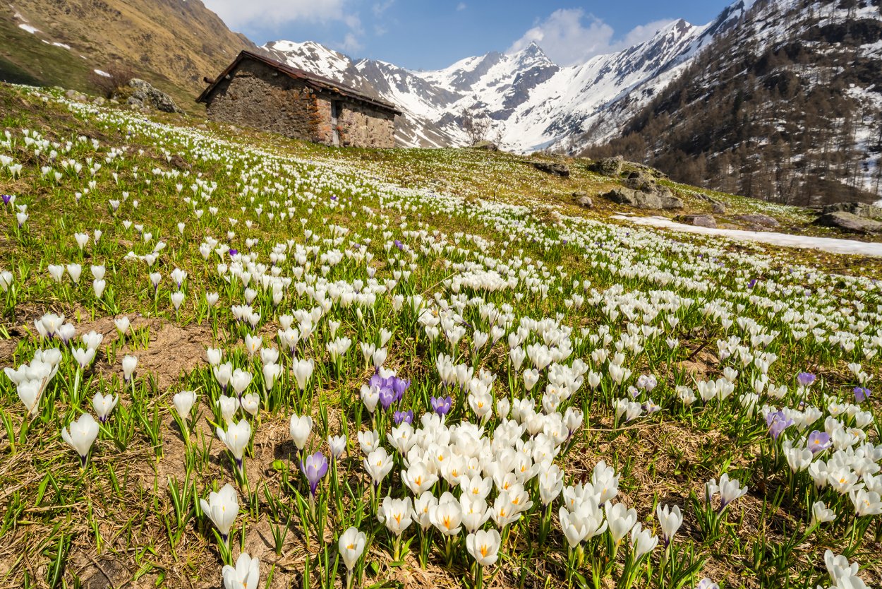 Лютик Арктический