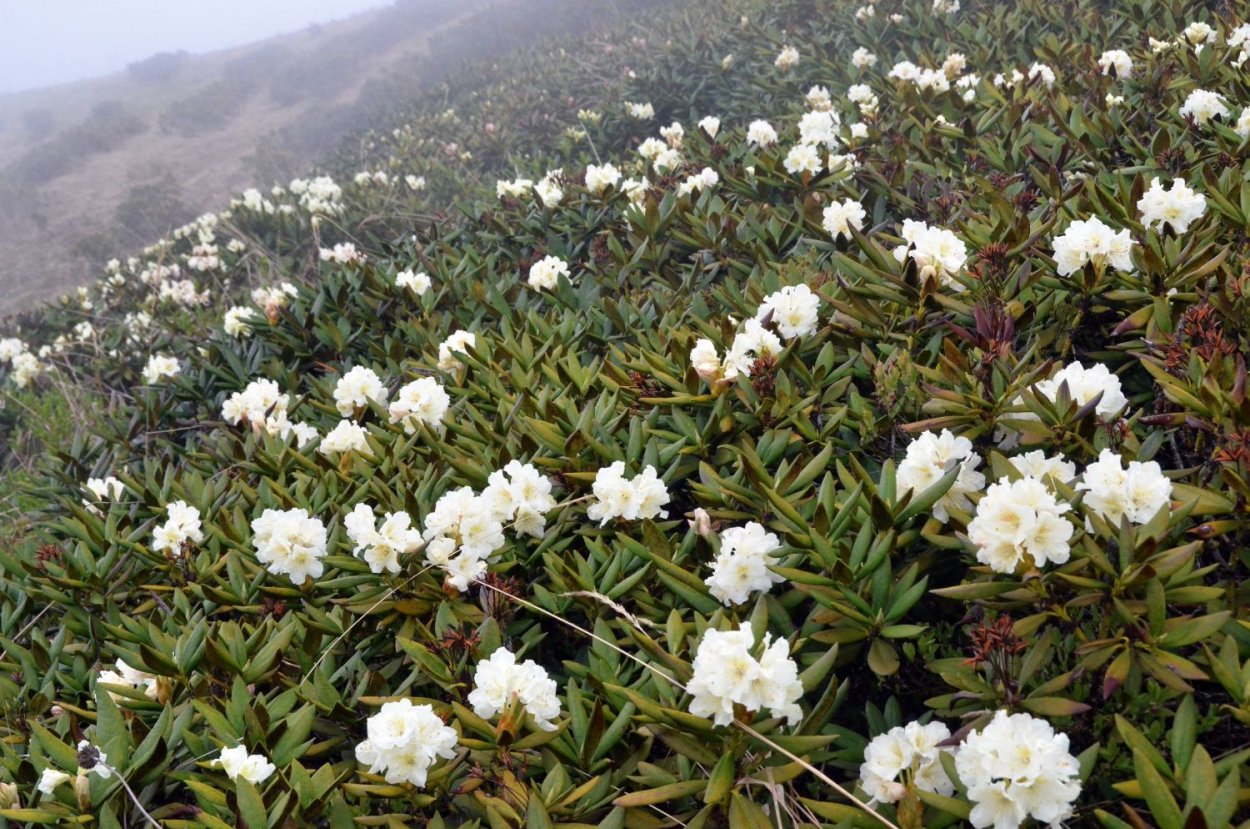Альпийские Луга Швейцария Альпийские Луга Швейцария