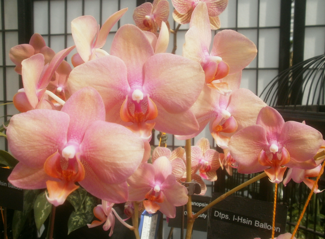 Орхидея фаленопсис Биг лип мультифлора