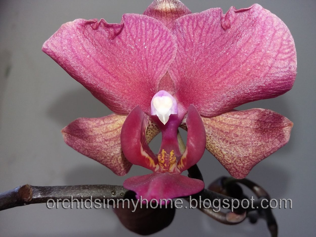 Дендробиум париша