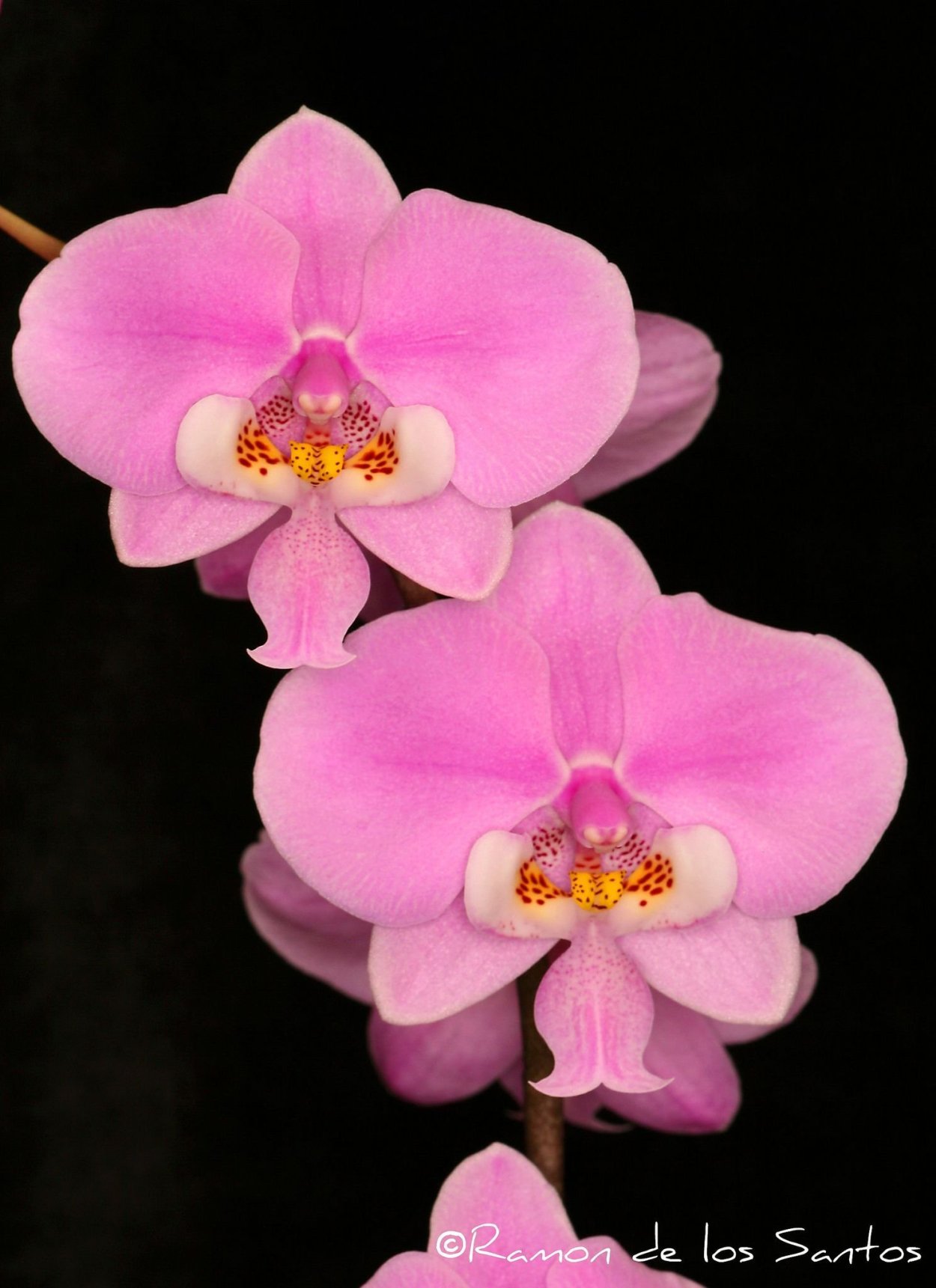 Фаленопсис (Phal. I-Hsin Sesame)