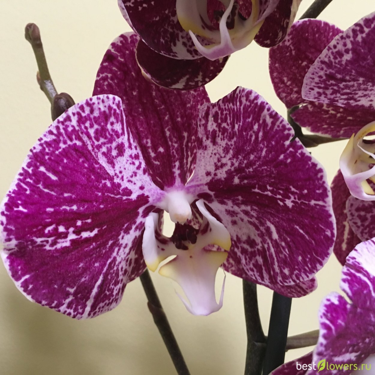 Орхидея Грин эпл