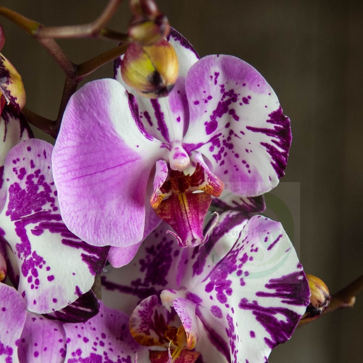 Орхидея Phalaenopsis