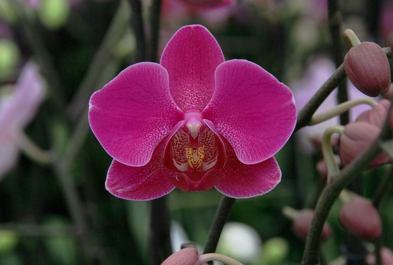 Фаленопсис Космополитен