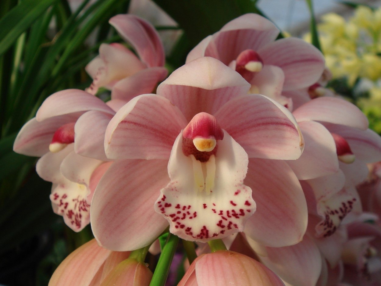 Бутон орхидеи из полимерной глины