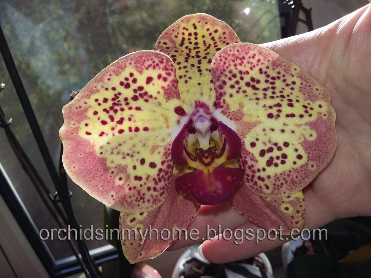 Цветы Икебана Орхидея